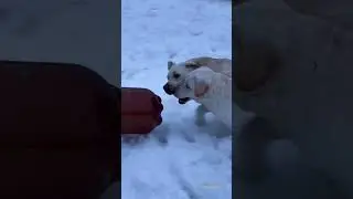 Псовый регби
