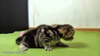 Ути0пути котятки