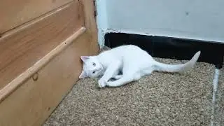 Funny cat Videos 2023 😍||Cutest Cats and Dogs ||