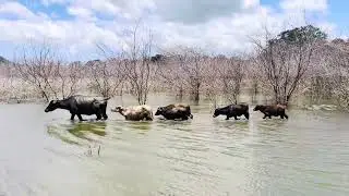 Wild Buffaloes at Yala national park camping with spotting Trails