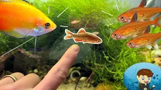 I Bought Celestial Pearl Danios and they’re SO CUTE!