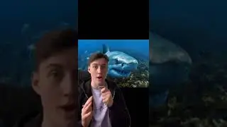 How To Survive A Shark Attack 