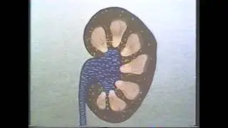 Выделительная функция почек
