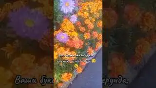 #приколы #юмор #цветы #shortvideo #shorts