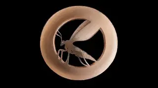 Gnattervid: A short intro