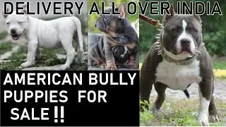 American bully cute puppies #dog #americanbully #viral