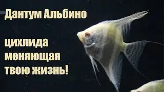 Angelfish dantum albino - cichlid changing your life!