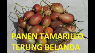 PANEN TAMARILLO (TERUNG BELANDA) DI KEBUN TABULAMPOT SAMPING RUMAH