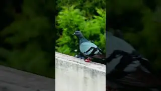 Understand the feelings of a helpless pigeon 😭🐦 #shorts #animals #explore #trending #viral