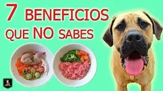 ✔️ 7 BENEFICIOS de la DIETA BARF para tu PERRO 🍗