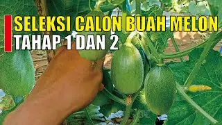 Melon Fruit Selection, Determining BIG AND SIMULTANEOUS MELON ⁉️