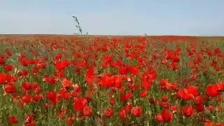 2016-05-01 пасхальные маки на первое мая