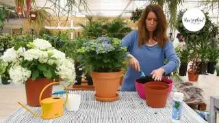 Como Plantar e Cuidar de Hortênsias