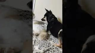 Весёлая потасовка на диване))) #funny #funnypet #animal #funnyanimal #pet #cat #кайф #dog
