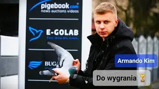 E-Golab / Wygraj Gołębia - Armando Kim 🏆🎉