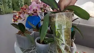Для ДВОЙНОГО ПЫШНОГО ЦВЕТЕНИЯ всегда ОБРАБАТЫВАЮ ОРХИДЕИ ЭТИМ ❗