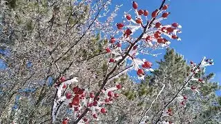 What's the difference between Hoarfrost and Rime Ice?