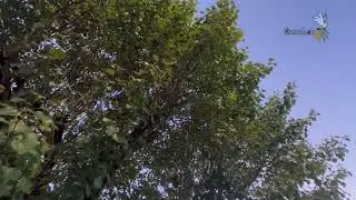 Amazing Bird Singing