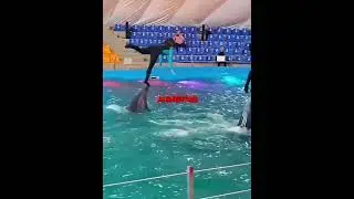 Ninguém foi ao show dos golfinhos 🐬