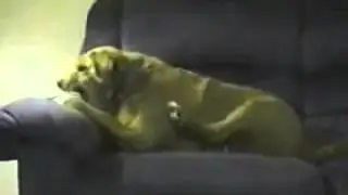 Нога враг мой