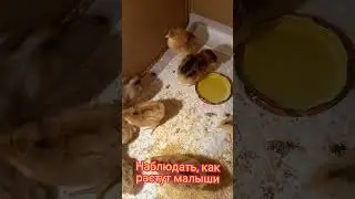 🥰МОИ МАЛЫШИ🥰 🐥🐥🐥🐥🐥