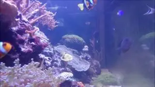 Marine flukes, and losing my yellow tang.