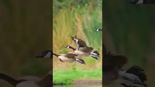кошка летит спасать мир🦸‍♂️🦸‍♂️🦸‍♂️