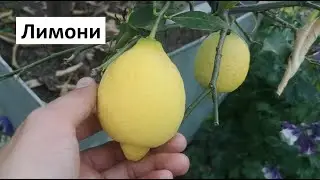 Лимон: Торене, Отглеждане, Напояване, Цъфтеж