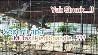 Ternak Parkit..!!! Mutasi Pied Spangle, mutasi Baru Lagi