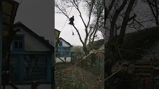 Removing the tree in parts.