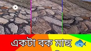 একটা বক মাছ 🐟 ধরার জন্য কি করে