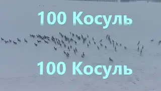 В селе живет стадо из 100 косуль