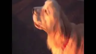Ricardo Magic Best Vine Videos