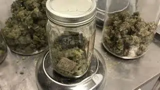 Rehydrating Cannabis using Boveda Packs
