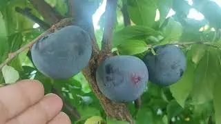 New! Plum Nadia (Австралія). Плаері сорт Надія ( Бранчберрі). Міжвидовий гібрід