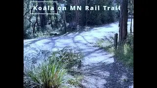 Koala on the Grand Ridge Rail Trail | Mirboo North 27 Jan 2026