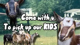 Drove 2 hours to pick up our BABY NIGERIAN DWARF GOATS ‼️🚙🐐🐐