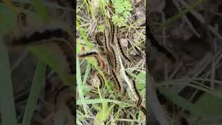 Tırtılların Dansı / #nature #garden #doğa