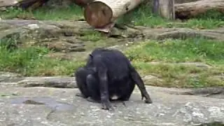 Monkey Anal