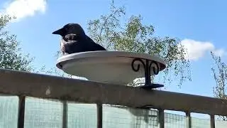 Jackdaw companion