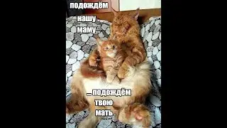 Мейн кун. Кот Джокер.А дед уснул на фотосессии .