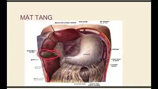 GIẢI PHẪU GAN P.1 I MD. BAO DUYEN I HỌC GIẢI PHẪU NHANH CHÓNG HIỆU QUẢ !!!