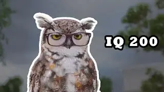 Benarkah Burung Hantu itu Pintar?? | 10 Fakta Unik Tentang Burung Hantu