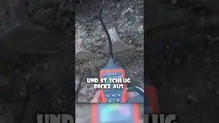 Husky Rettet Leben