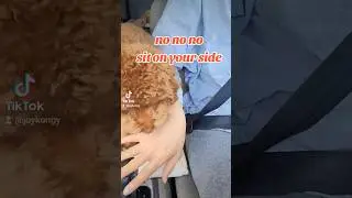 stubborn fur baby in the car