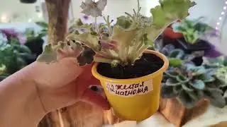 неделя началась прекрасно, а потом пришёл проверяющий!