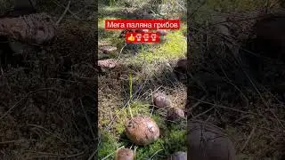 Мечта грибника!!! 