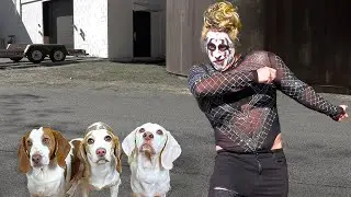 Dogs Horrified by JoJo Siwa: Dogs vs Memes