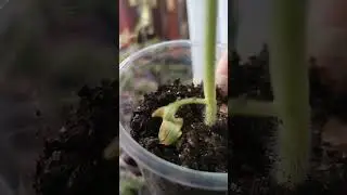 Обзор моей рассады. ч. 2