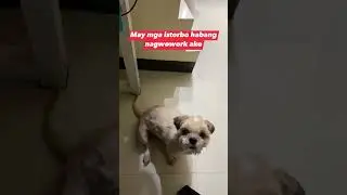 Ang cucute ng mga babies ko 😍 #fyp #catlover #doglover